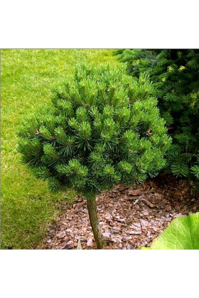 Сосна горная Мини Мопс (штамб)